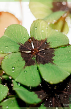 Geluksklavertje - Oxalis deppei - kopen
