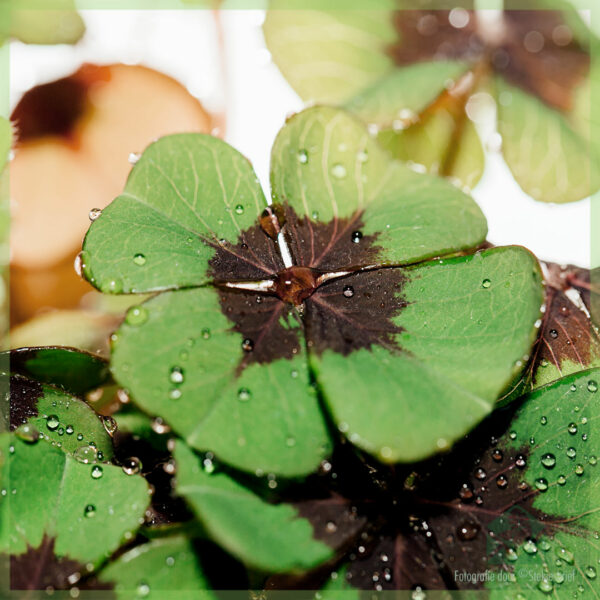 Geluksklavertje - Oxalis deppei - kopen