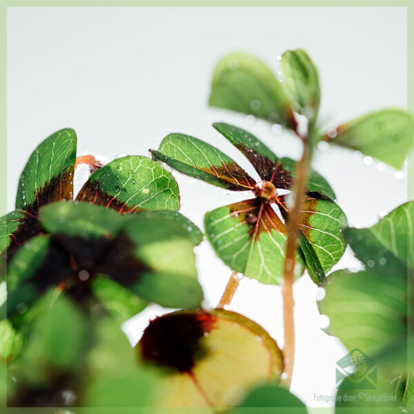 Geluksklavertje - Oxalis deppei - kopen