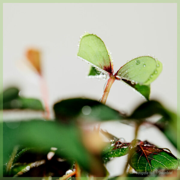 Geluksklavertje - Oxalis deppei - kopen