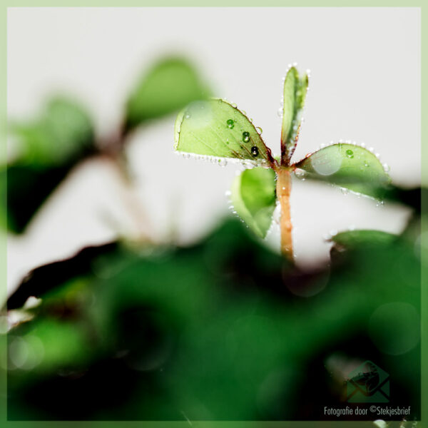 Geluksklavertje - Oxalis deppei - kopen