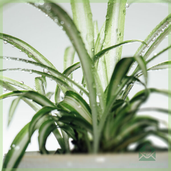 Kúpte si mini rez rastlín ľalie Chlorophytum comosum