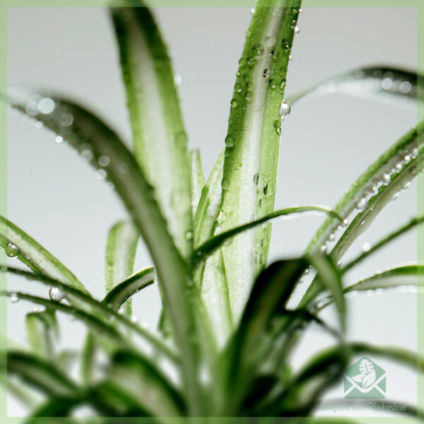 잔디 백합 Chlorophytum comosum 미니 식물 절단 구입