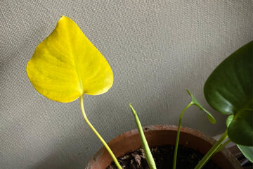 ヘルプ！ 観葉植物の黄色い葉