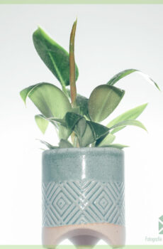 Siwo myèl dekoratif po plant po flè po 6 cm