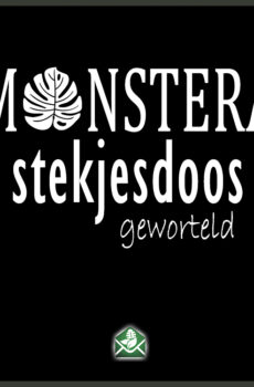 Monstera stekjesdoos geworteld stekjes pakketdeal kopen