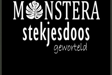 Monstera کٹنگ باکس جڑیں کٹنگس پیکج ڈیل خرید