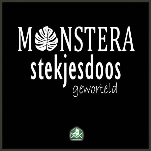 Monstera stekjesdoos geworteld stekjes pakketdeal kopen