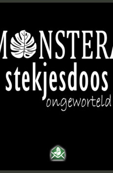 Monstera tranĉa skatolo senradikiĝintaj tranĉaĵoj pako interkonsento aĉeti