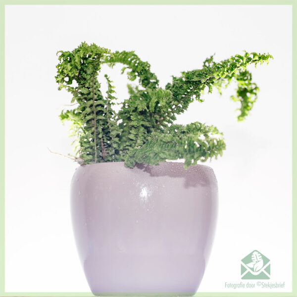 Nephrolepis Emina 'Dragon Tail' kopen