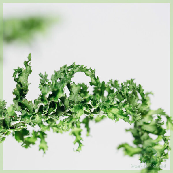 Nephrolepis Emina 'Dragon Tail' kopen