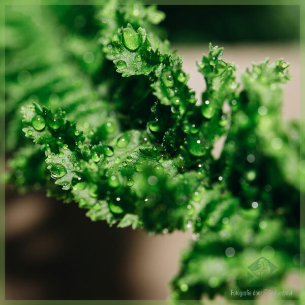 Nephrolepis Emina 'Dragon Tail' kopen