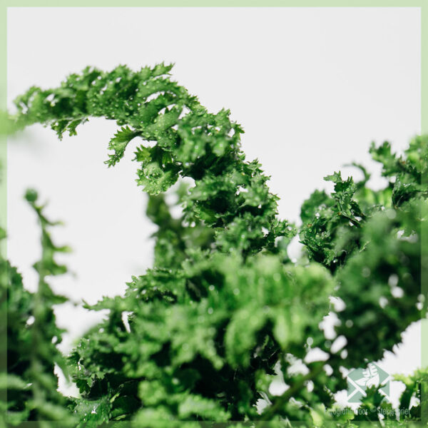 Nephrolepis Emina 'Dragon Tail' kopen