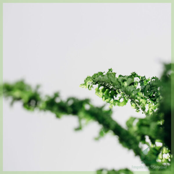 Nephrolepis Emina 'Dragon Tail' kopen