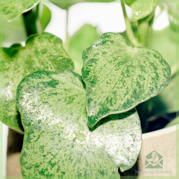 Peperomia 'Raindrop' Polybotrya kopen