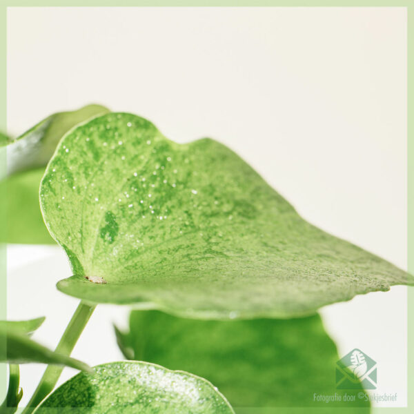 اشتر بوليبوتريا Peperomia 'Raindrop'