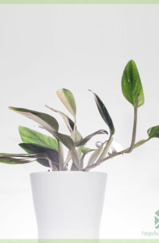 Acquisto e cura del cobra Philodendron