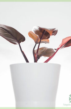 Acheter et entretenir Philodendron Pink Princess