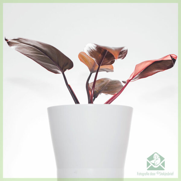 Philodendron Pink Princess kopen en verzorgen