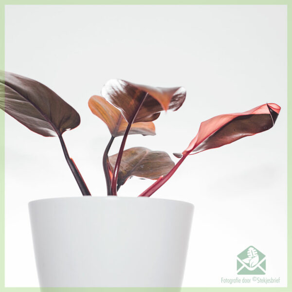 Philodendron Pink Princess kopen en verzorgen