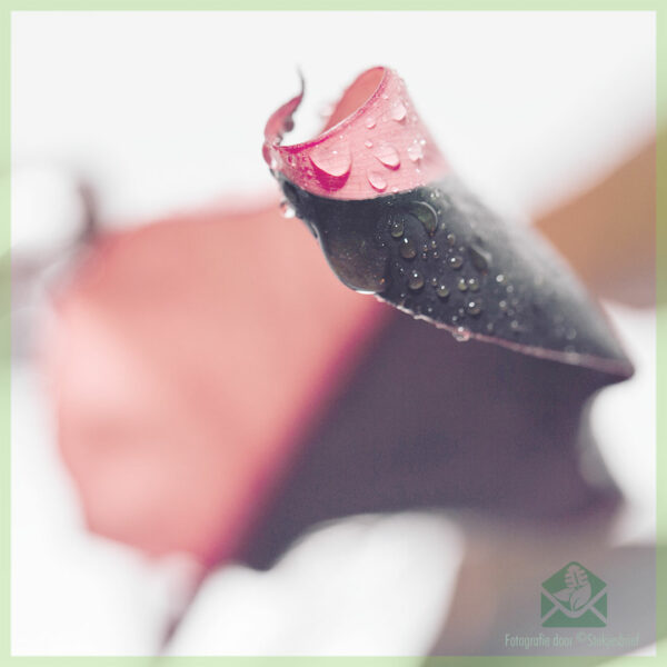 Philodendron Pink Princess kopen en verzorgen