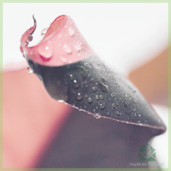 Philodendron Pink Princess kopen en verzorgen