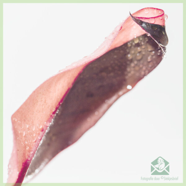 Philodendron Pink Princess kopen en verzorgen