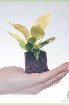 Achte Philodendron Rush Lemon mini plant
