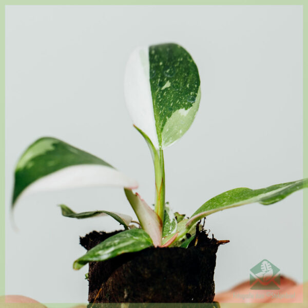 Philodendron Princesse Blanche Ma Valentin