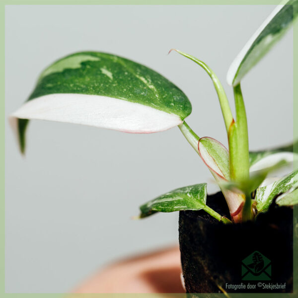 Philodendron White Princess My Valentine
