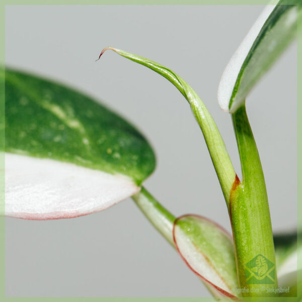 Philodendron Princesse Blanche Ma Valentin