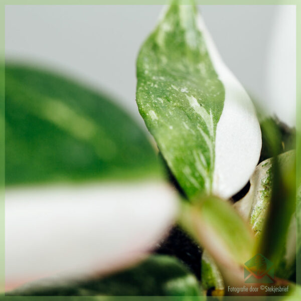 Philodendron Princesse Blanche Ma Valentin