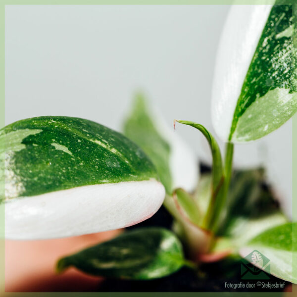 Philodendron White Princess My Valentine