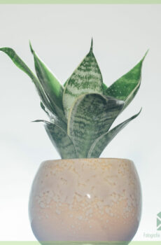 Sansevieria Green Hahnii - Achte lang fanm