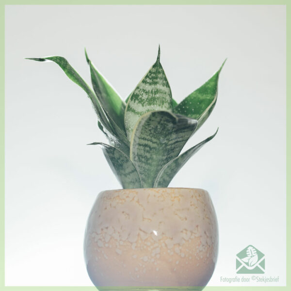 Sansevieria Green Hahnii - Vrouwentong kopen