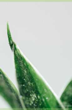 Sansevieria Green Hahnii - பெண்களின் நாக்கை வாங்கவும்