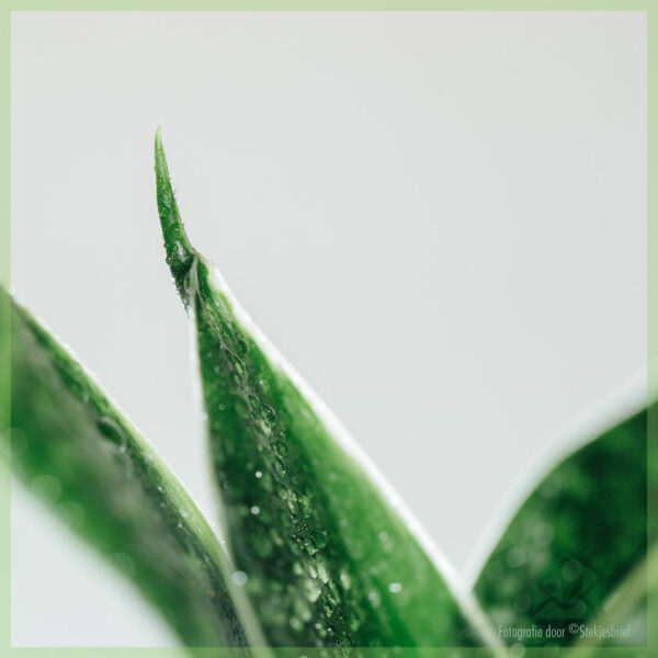 Sansevieria Green Hahnii - Купете Дамски език