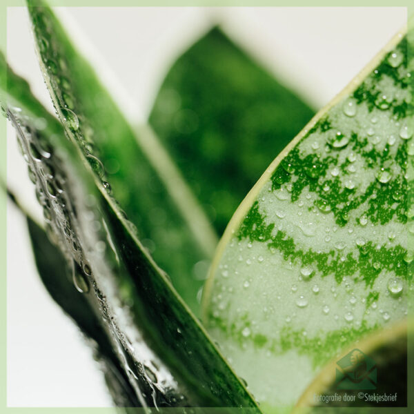 Sansevieria Green Hahnii - Купете Дамски език