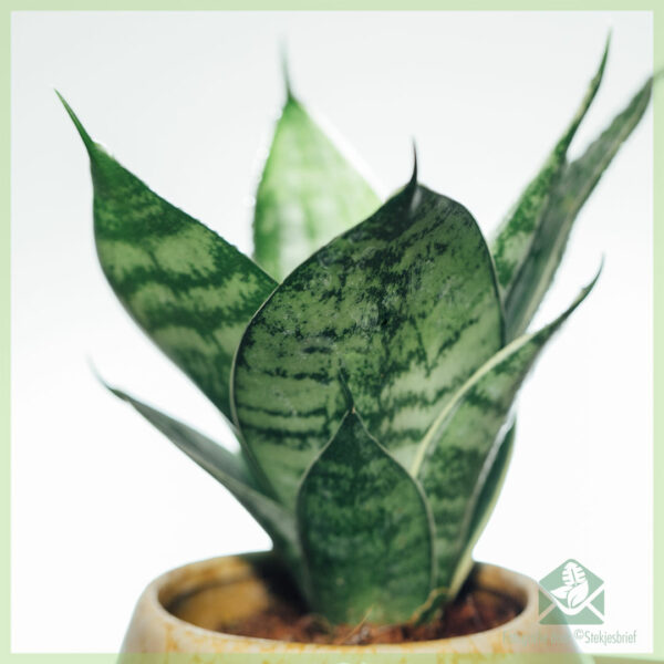 Sansevieria Green Hahnii - Vrouwentong kopen