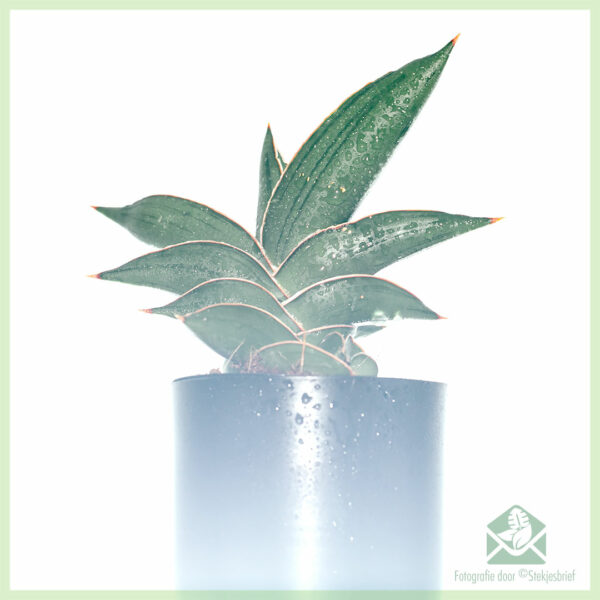 Sansevieria Samurai Dwarf - Acquista Lingua da donna