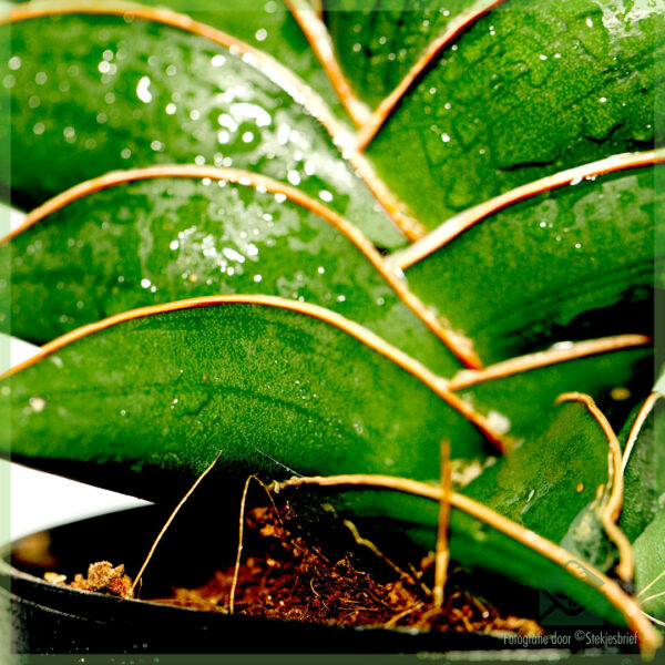 Sansevieria Samurai Dwarf - Acheter Tongue Femme