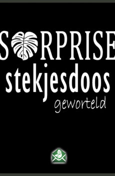 Surprise stekjesdoos geworteld stekjes pakketdeal kopen