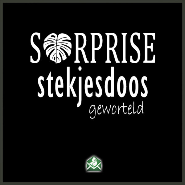 Surprise stekjesdoos geworteld stekjes pakketdeal kopen