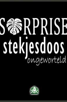 Koop Pakketaanbieding vir 'n Pakket vir 'n verrassings-snyboks met ongewortelde steggies