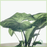 Syngonium White Butterfly gewortelde stekje kopen