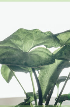 Cumpărați butași înrădăcinați Syngonium White Butterfly