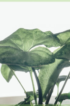 Koupit Syngonium White Butterfly kořenový řízek