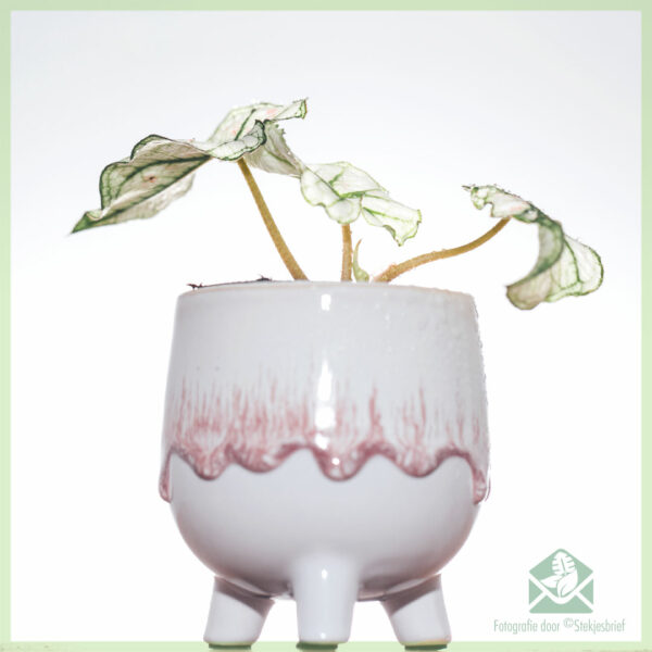 Caladium Bicolor Kelly stekjes kopen en verzorgen