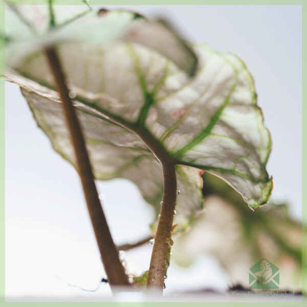 Nákup a péče o řízky Caladium Bicolor Kelly