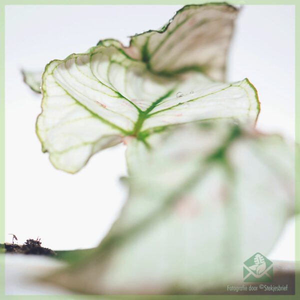 Caladium Bicolor Kelly stekjes kopen en verzorgen
